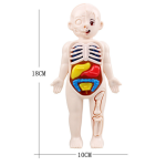 3D Human Body Organ Model Set for Children's Science Education