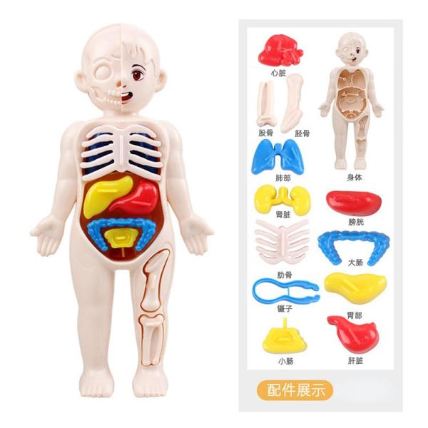 3D Human Body Organ Model Set for Children's Science Education